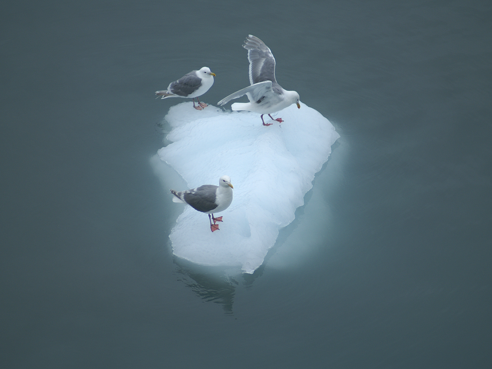 seagullsOnIceAlaska